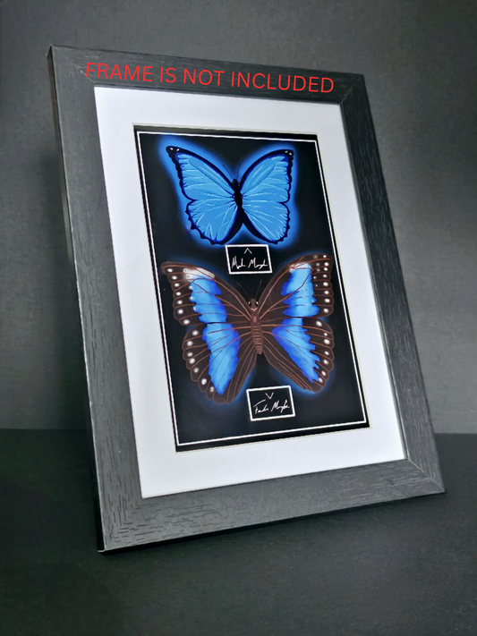 Blue Morpho Butterfly (Print Only)