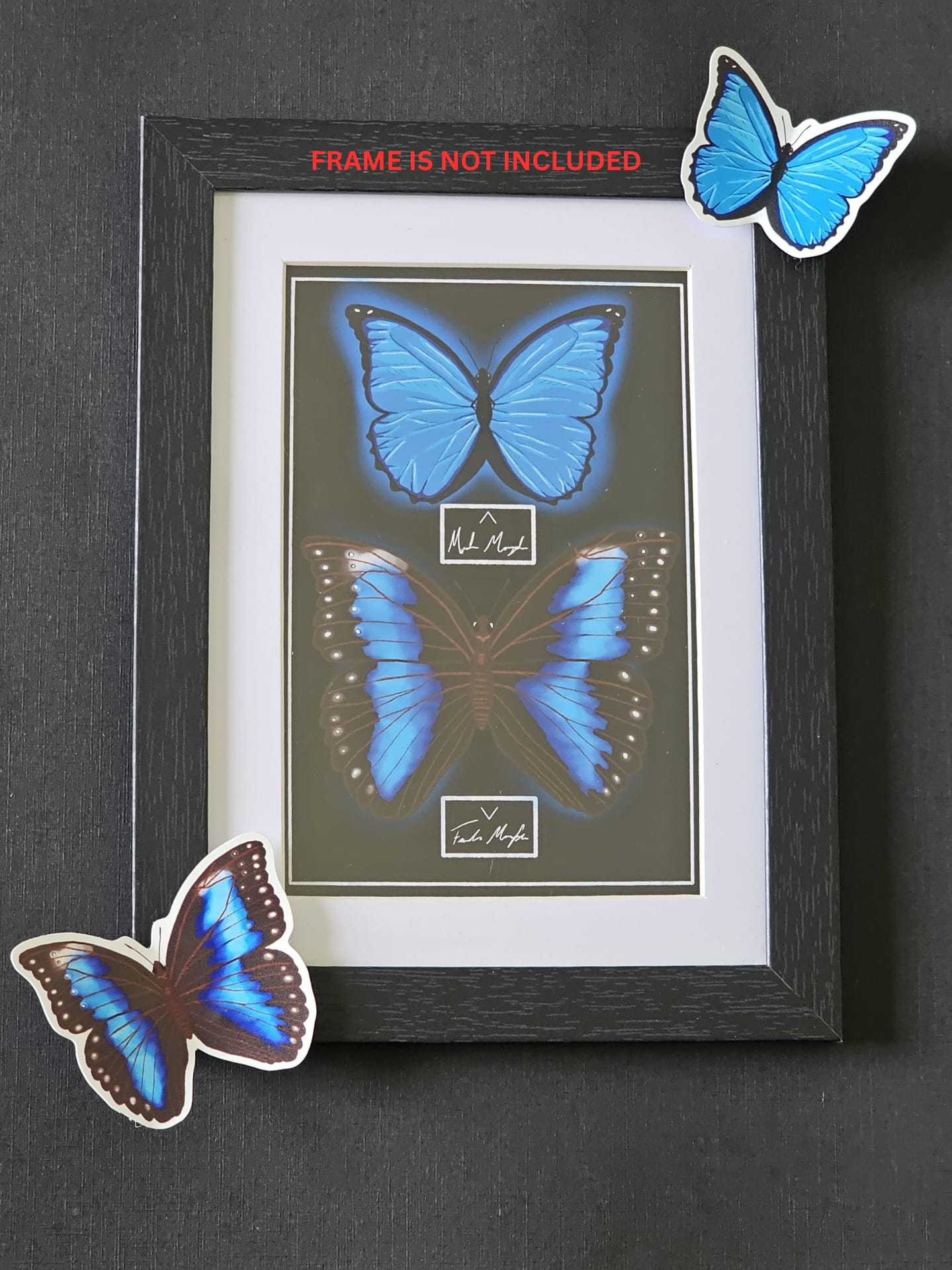 Blue Morpho Butterfly (Print Only)