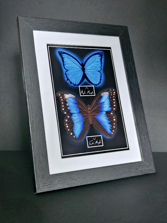 Blue Morpho Butterfly (Framed Print)