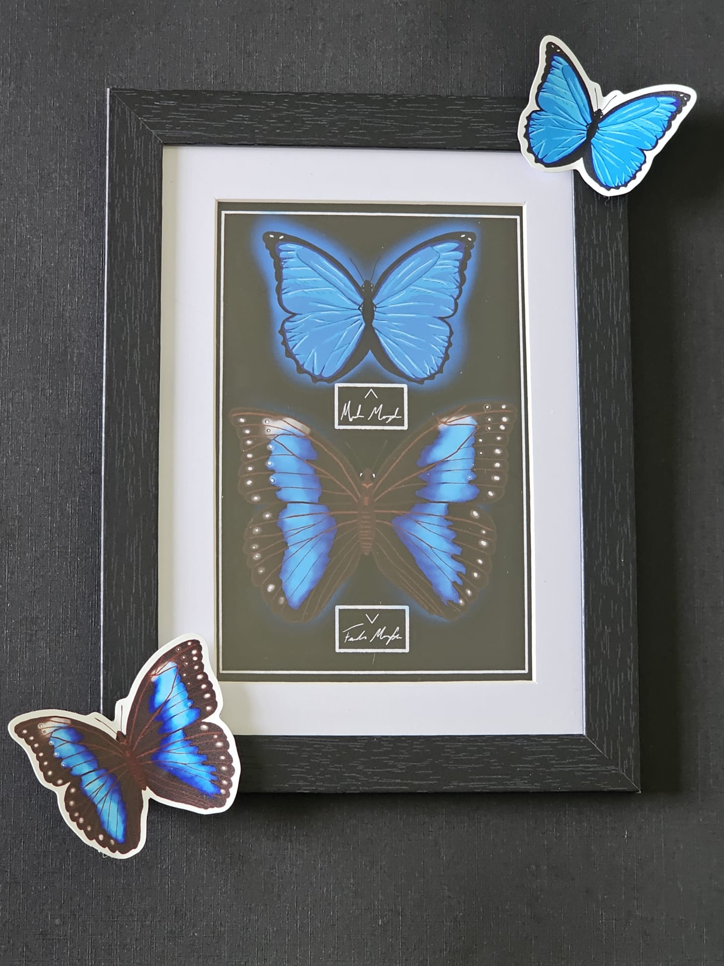 Blue Morpho Butterfly (Framed Print)